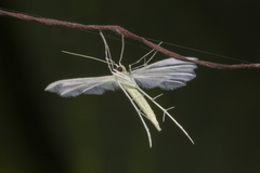 Pterophorus lacteipennis