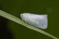 Flatidae