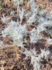 Munroa squarrosa