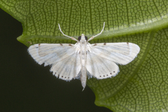 Musotiminae