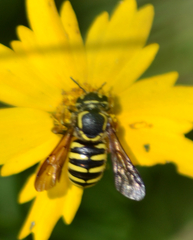 Paranthidium jugatorium