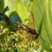 Grass-carrying Wasps - Photo (c) Ansel Oommen, some rights reserved (CC BY-NC), uploaded by Ansel Oommen