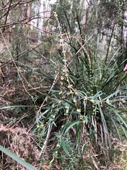 Pimelea axiflora axiflora