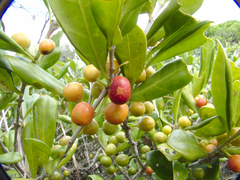 Cyclophyllum coprosmoides
