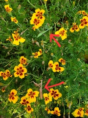 Stagmomantis limbata