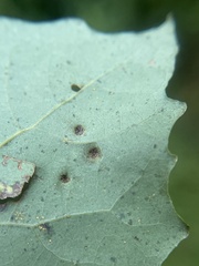 Phyllocoptes didelphis