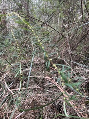 Pimelea axiflora axiflora