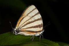 Arawacus separata