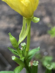 Oenothera oakesiana