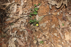 Goodenia rotundifolia