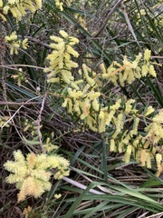 Acacia oxycedrus