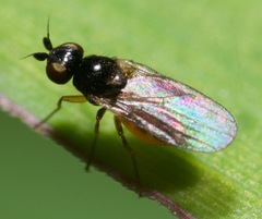 Oscinellinae