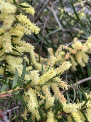 Acacia oxycedrus