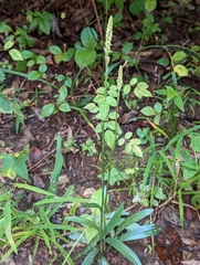 Spiranthes ovalis erostellata