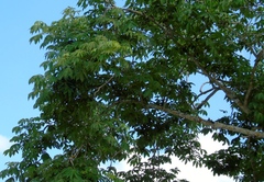 Ceiba aesculifolia