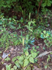 Spiranthes ovalis erostellata