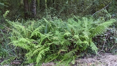 Pelazoneuron kunthii