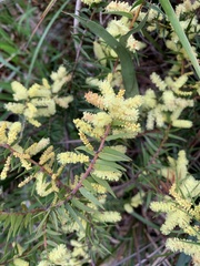 Acacia oxycedrus