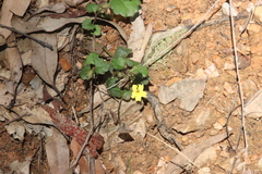 Goodenia rotundifolia