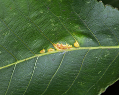 Caryomyia aggregata