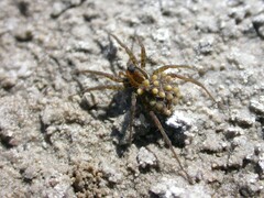Lycosidae