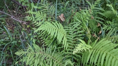 Pelazoneuron kunthii