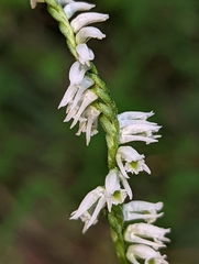 Spiranthes lacera gracilis