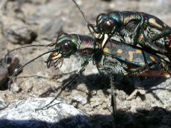 Cicindela haemorrhagica