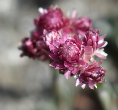 Antennaria dioica