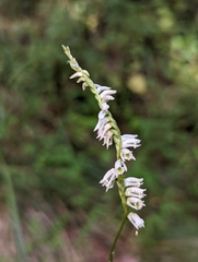 Spiranthes lacera gracilis