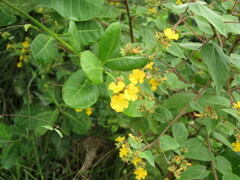Malvaceae