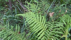 Pelazoneuron kunthii