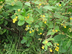 Malvaceae