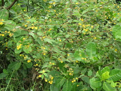 Malvaceae