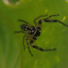 Psecas pulcher