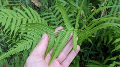 Pelazoneuron kunthii