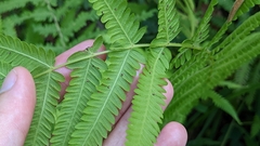 Pelazoneuron kunthii