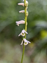 Spiranthes lacera gracilis