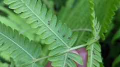 Pelazoneuron kunthii