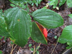 Prosartes lanuginosa