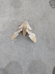 Pachysphinx occidentalis