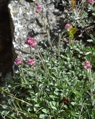 Antennaria dioica