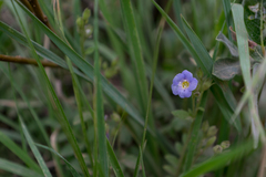 Polemonium pulcherrimum delicatum