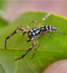 Psecas pulcher