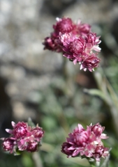 Antennaria dioica