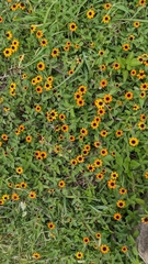 Sanvitalia procumbens