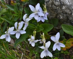 Viola