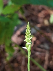 Spiranthes ovalis erostellata