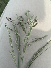 Panicum coloratum