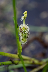 Sparganium emersum